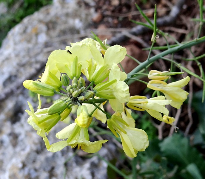 File:Brassica cretica in Nahal Me'arot at the bottom of the Cliff (23) (cropped).jpg