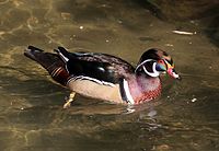 Brautente (Aix sponsa), Tierpark Hellabrunn, München