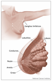 Lactancia materna - Wikipedia, la enciclopedia libre