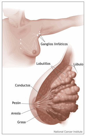 Mama: Características, Anatomía, Embriología