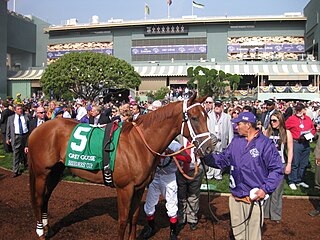 D Funnybone American Thoroughbred racehorse