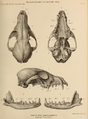 Lubanja arktičke lisice iz pleistocena