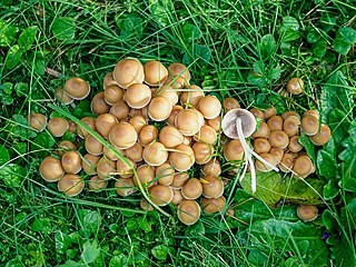 <i>Britzelmayria multipedata</i> Species of fungus