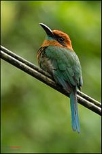 Thumbnail for Broad-billed motmot