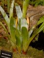 Brocchinia reducta: húsevő bromélia
