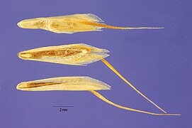 Bromus scoparius