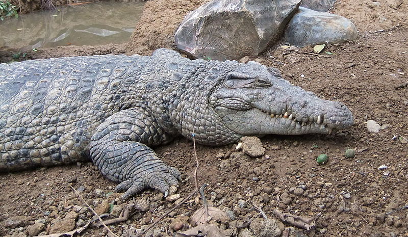 File:Buaya Irian Crocodylus novaeguineae Bandung Zoo 2.JPG