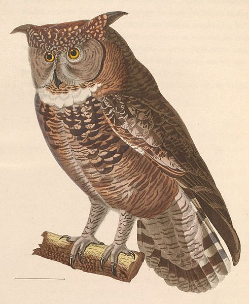 File:Bubo africanus 1838.jpg