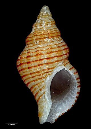 <i>Buccinulum mariae</i> Species of gastropod