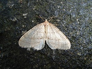 Beech Frostworm, male