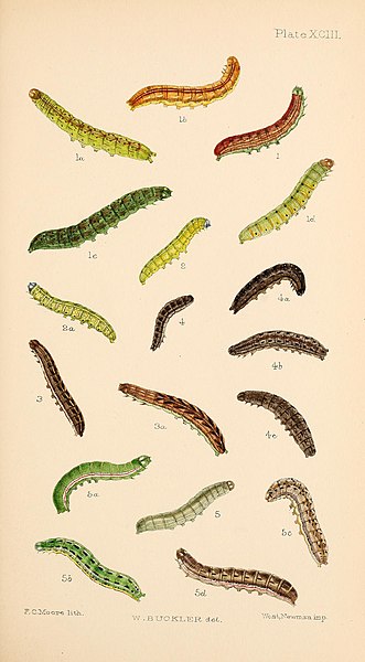 File:Buckler W The larvæ of the British butterflies and moths PlateXCIII.jpg