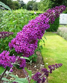 Buddleja davidii 'Büyüleyici' panicle.jpg