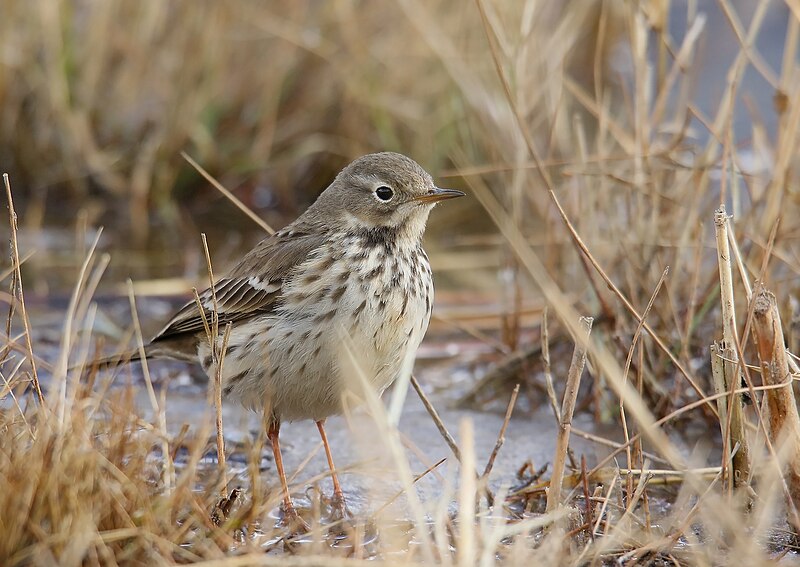 File:Buff-bellied Pipit (Anthus rubescens) (51335814504).jpg