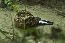 Buff yakalı Nightjar.jpg