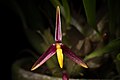 Bulbophyllum denophyllum