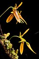 Bulbophyllum refractum