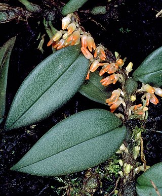 <i>Bulbophyllum schillerianum</i> Species of orchid