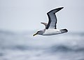 102 Buller's Albatross - east of the Tasman Peninsula-crop uploaded by Iifar, nominated by Iifar,  19,  0,  0