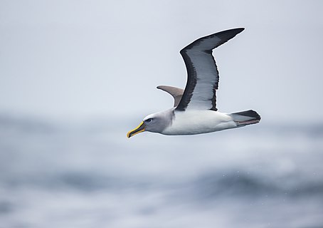 Buller's Albatross