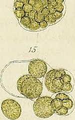 Vignette pour Chlorococcaceae