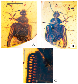 <i>Burmocoleus</i> Extinct genus of beetles