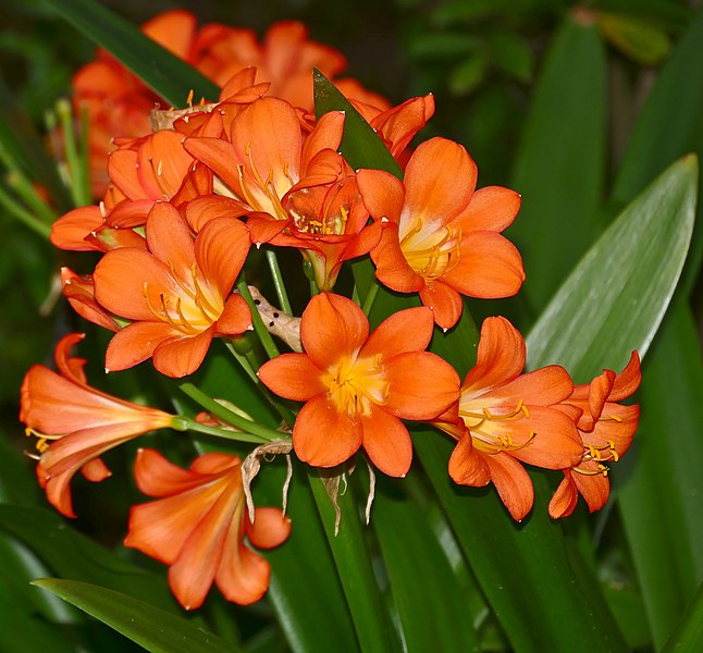 File:Bush Lily (Clivia miniata) (32603733520).jpg