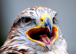 Rosse ruigpootbuizerd