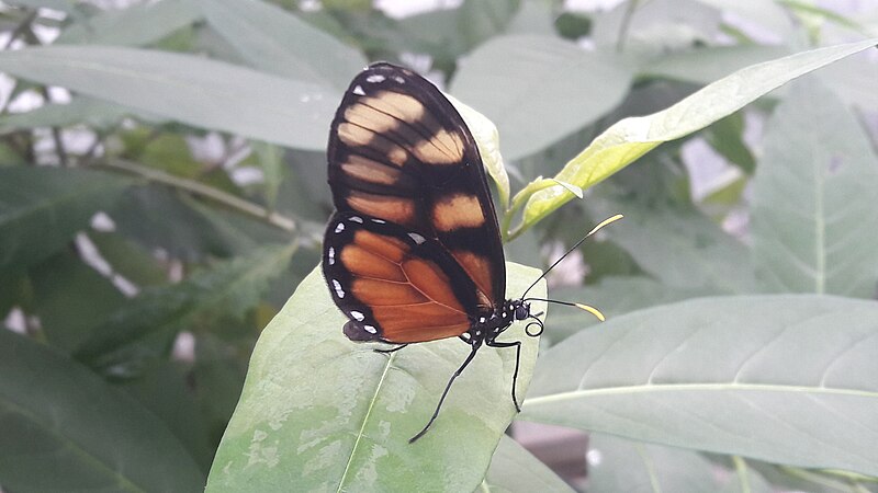 File:Butterflies Utrecht University Botanic Gardens. A black, brown and white specimen, 2021.jpg