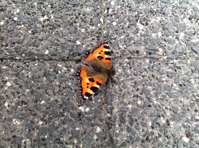 File:Butterfly landing in my garden 2013-10-22 11-23.jpg