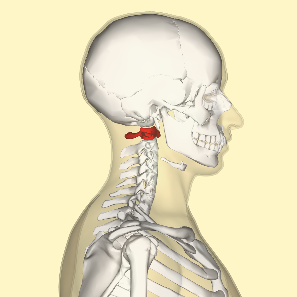 Atlas and text-book of human anatomy. Anatomy -- Atlases. THE VERTEBRAL  COLUMN. 23 The body (Figs, i and 2) is comi>osed of six)ngy substance  enclosed bv a ihin hsct of cor