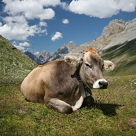 E Zwitsersche koeie (Bos taurus)