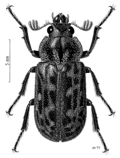 <i>Mitophyllus parrianus</i> Species of beetle