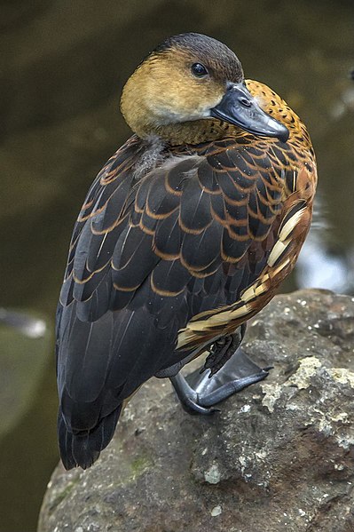 File:Cairns Wandering Whistle duck (15816414110).jpg