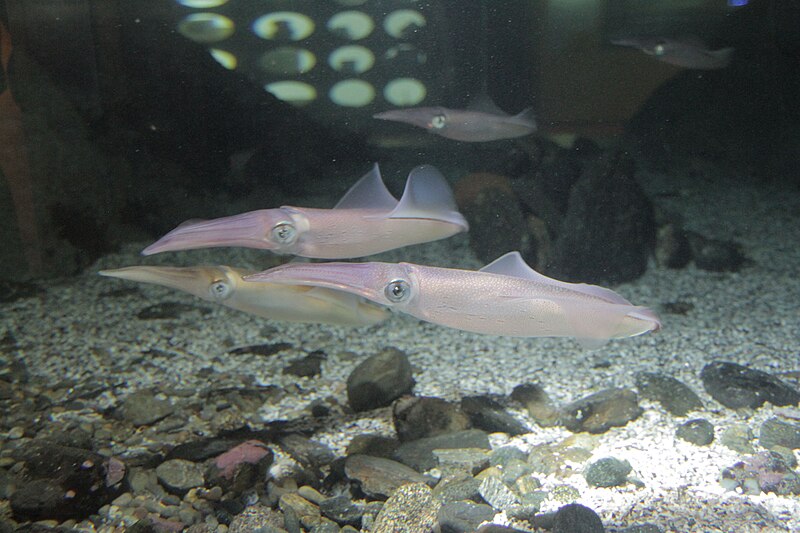 File:Calamares, Aquarium Finisterrae, A Coruña.jpg