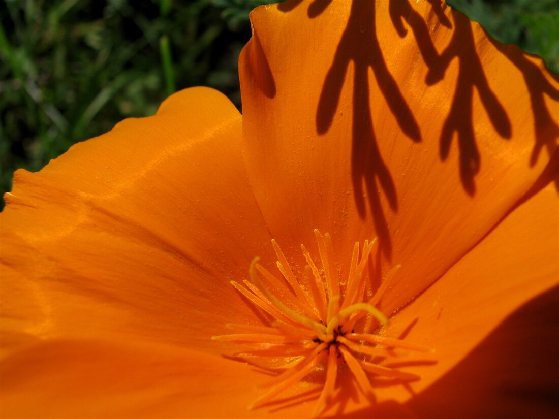 File:California Poppy (2).jpg