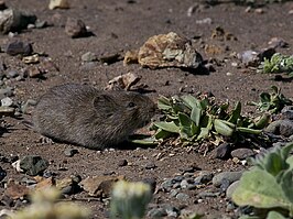 Californische woelmuis