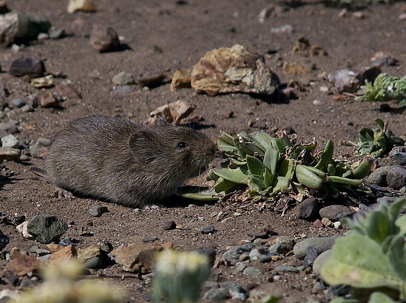 File:California Vole (Microtus californicus).jpg