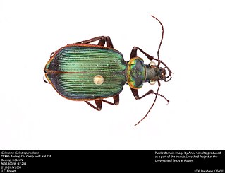 Calosoma wilcoxi