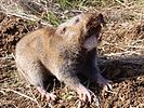 Camas pocket gopher