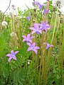 zvonek rozkladitý (Campanula patula)