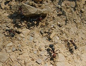 Camponotus_cruentatus.jpg görüntüsünün açıklaması.