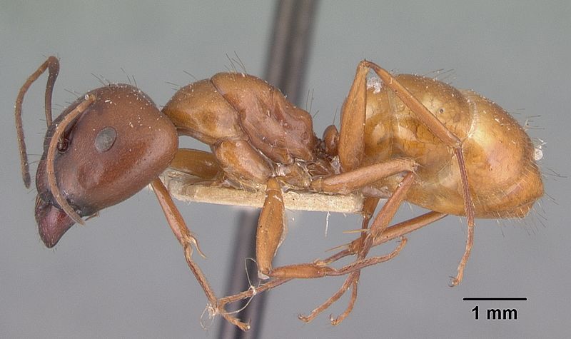 File:Camponotus kelleri casent0101524 profile 1.jpg
