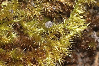 <i>Campylium chrysophyllum</i> Species of plant