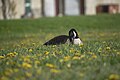 * Nomination Canada Goose at Downsview Park --Fabian Roudra Baroi 02:30, 19 August 2023 (UTC) * Promotion  Support Good quality. --多多123 17:34, 26 August 2023 (UTC)