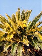 Canary Palm Tree.jpg