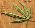Cannabis sativa leaf diagnostic venation 2012 01 23 0829 c.jpg