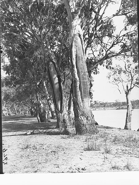 File:Canoe tree at Waikerie on the River Murray(GN10389).jpg