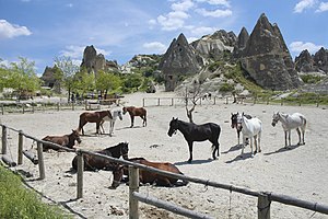 Horses roaming in Cappadocia