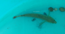 A redfin darter captured in a tank at the Natchitoches National Fish Hatchery. Captive redfin darter (Etheostoma whipplei).png