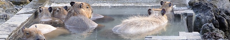 File:Capybaras in Saitama Children's Zoo (cropped).JPG